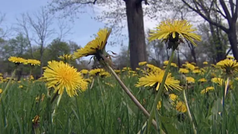 Dandelion Root Extract: A Promising Natural Remedy for Canc3r Treatment