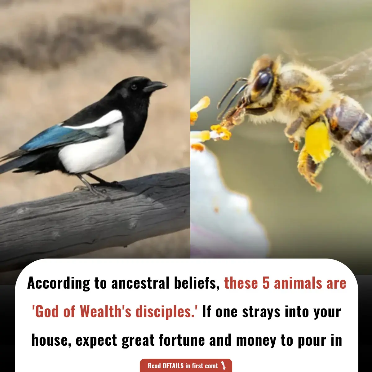 According to ancestral beliefs, these 5 animals are 'God of Wealth's disciples.' If one strays into your house, expect great fortune and money to pour in