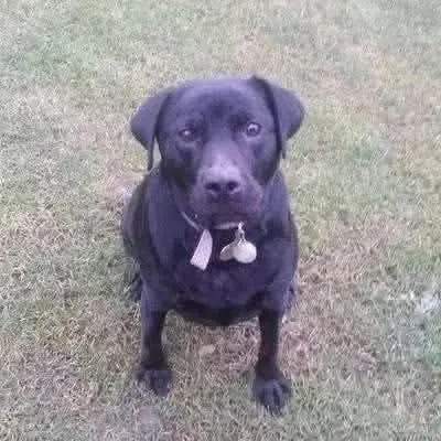 The Guardian Paw: How One Loyal Dog's Instinct Protected Her Human Through Thick and Thin