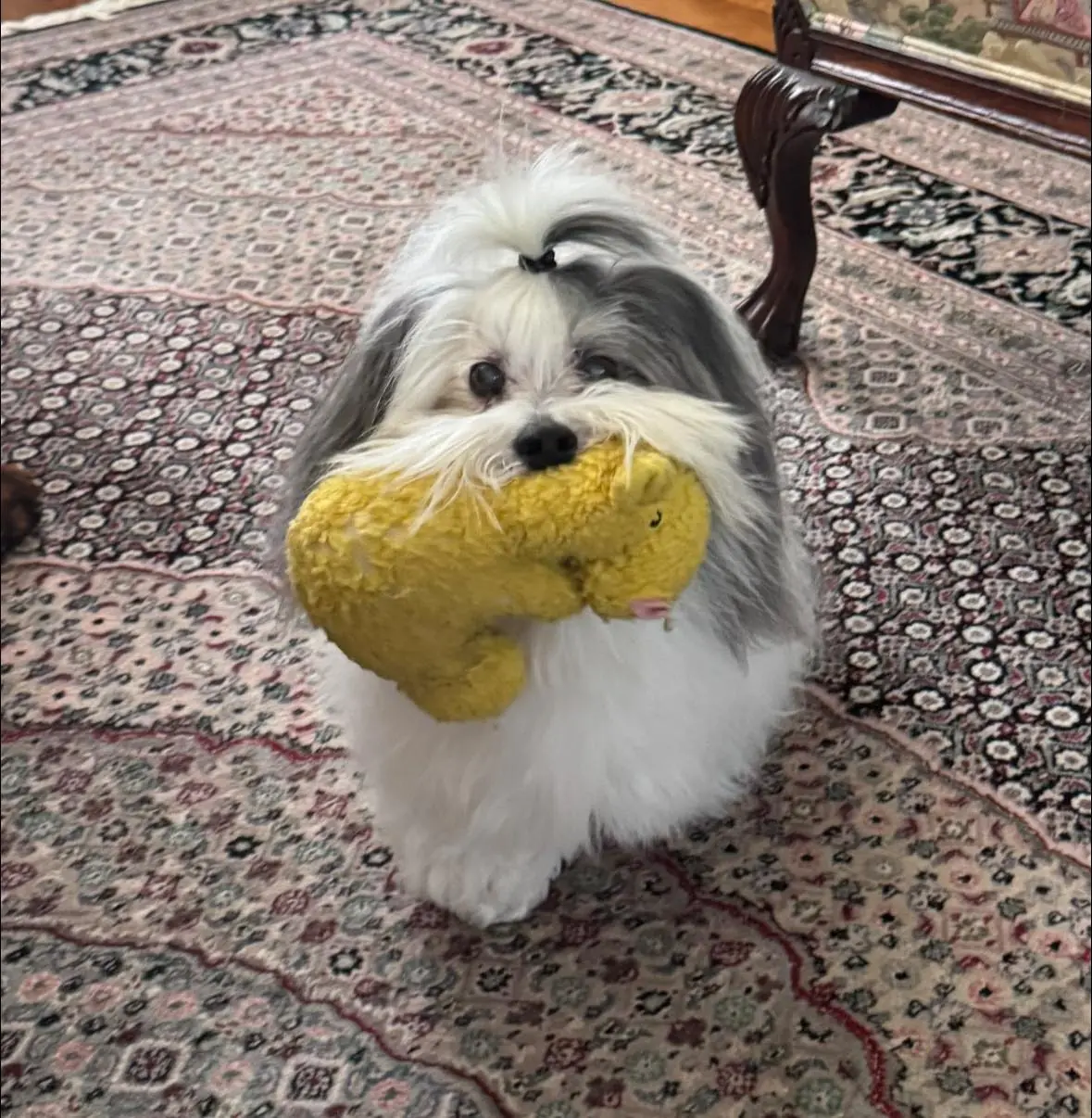 When Papa's Missing, Gordon Still Brings the Joy—One Yellow Hippo at a Time