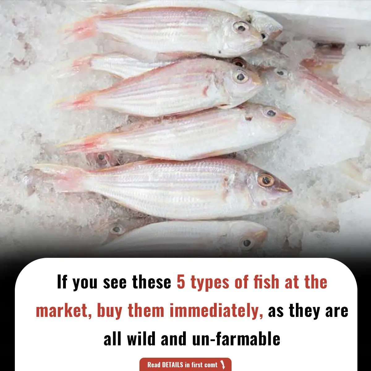 If you see these 5 types of fish at the market, buy them immediately, as they are all wild and un-farmable