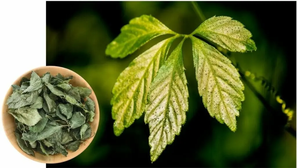 Wild plant with antioxidant capacity 8 times higher than green tea: Detoxifies the body, reduces blood fat