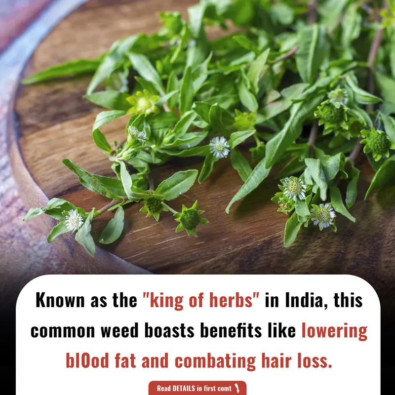 Known as the "king of herbs" in India, this common weed boasts benefits like lowering bl0od fat and combating hair loss.