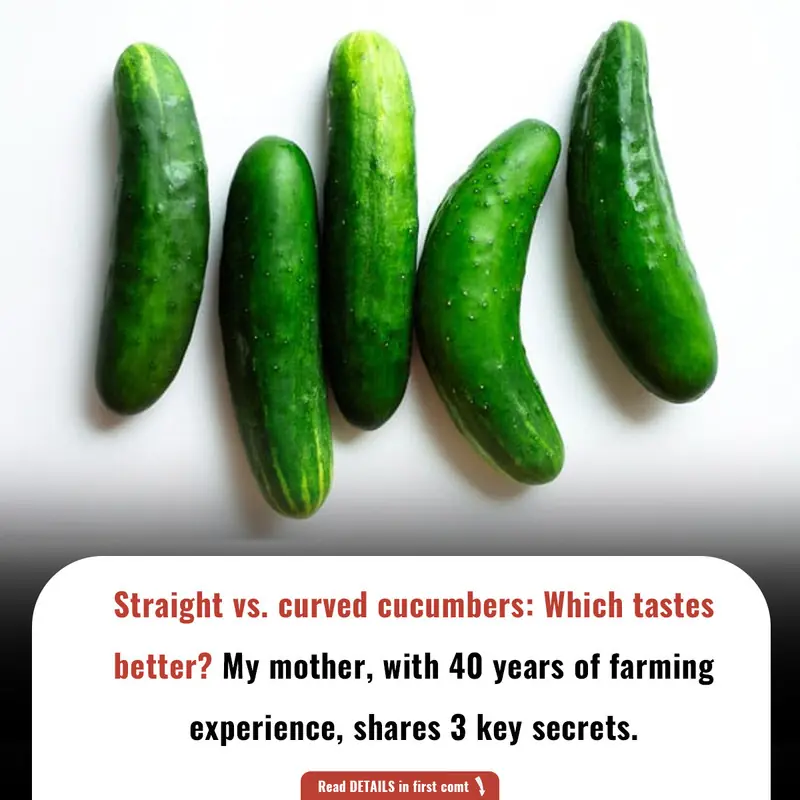 Straight vs. curved cucumbers: Which tastes better? My mother, with 40 years of farming experience, shares 3 key secrets.